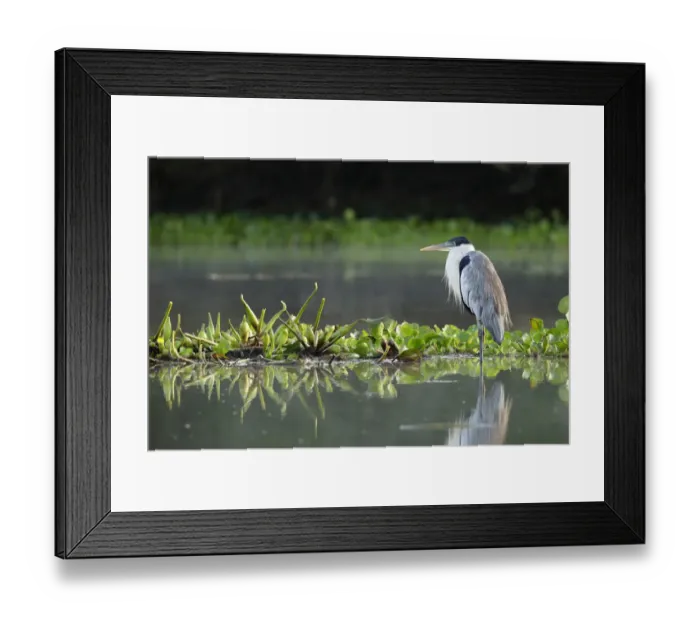 Framed Print : Cocoi heron (Ardea cocoi) Framed Print : Cocoi heron (Ardea cocoi)