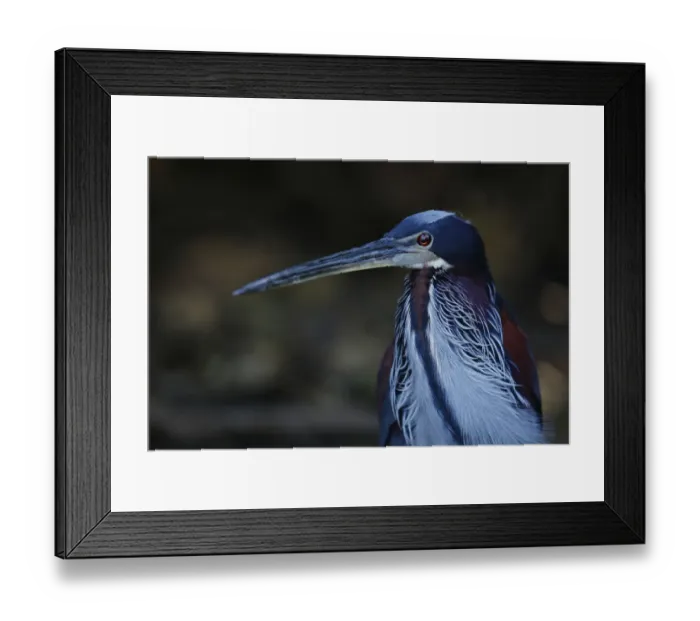 Framed Print : Agami Heron (Agamia agami) Framed Print : Agami Heron (Agamia agami)