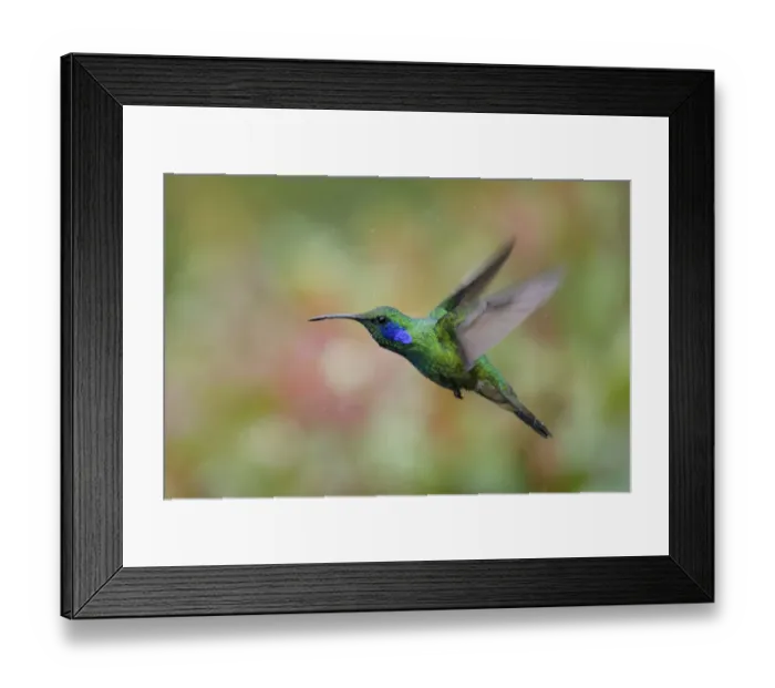 Framed Print : Green Violetear Hummingbird (Colibri thalassinus) flying Framed Print : Green Violetear Hummingbird (Colibri thalassinus) flying
