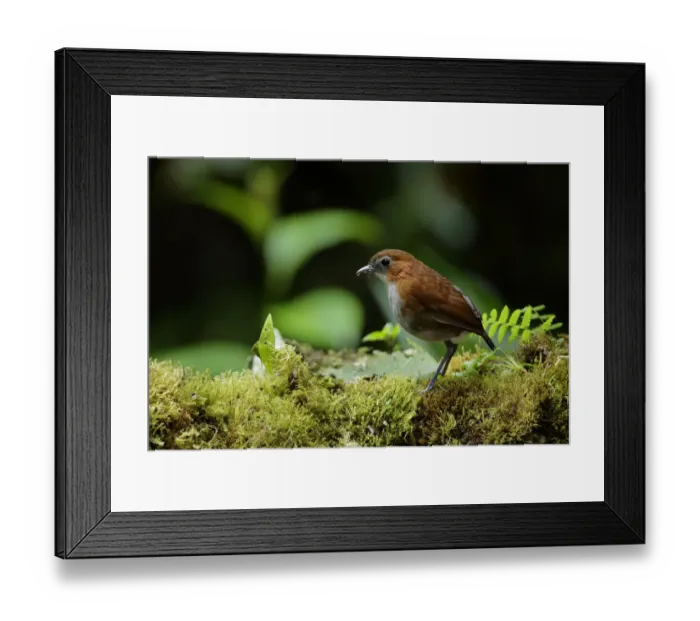 Framed Print : White-bellied Antpitta (Grallaria hypoleuca) Framed Print : White-bellied Antpitta (Grallaria hypoleuca)