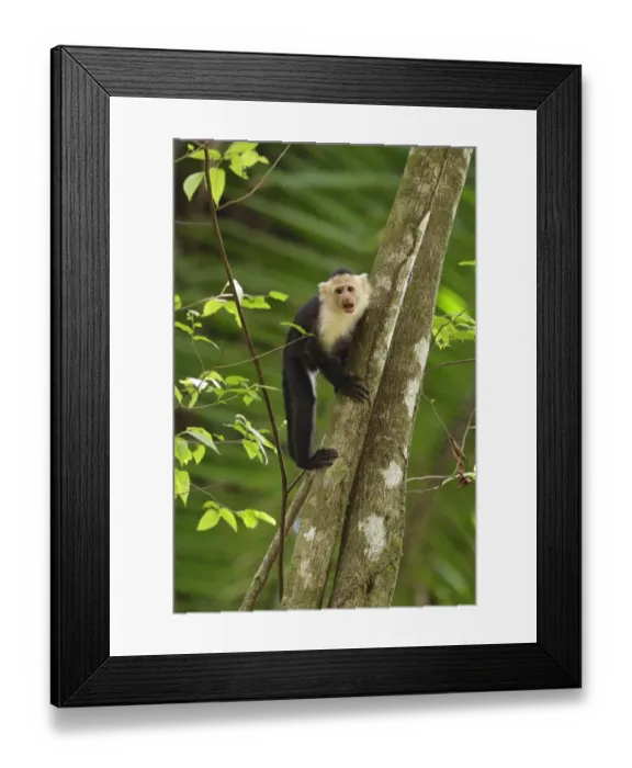 Framed Print : White-faced monkey Framed Print : White-faced monkey