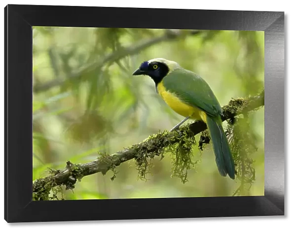 Green Jay (Cyanocorax yncas) inside cloudforest, Ecuador