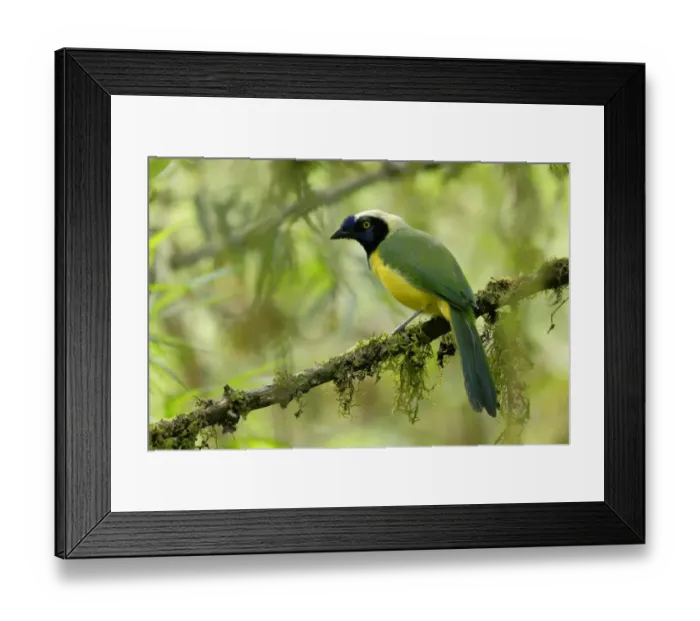 Framed Print : Green Jay (Cyanocorax yncas) inside cloudforest, Ecuador Framed Print : Green Jay (Cyanocorax yncas) inside cloudforest, Ecuador