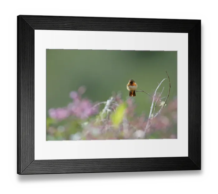 Framed Print : Scintillant Hummingbird (Selasphorus scintilla) Framed Print : Scintillant Hummingbird (Selasphorus scintilla)
