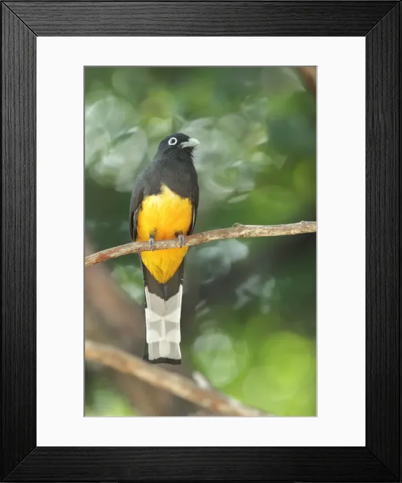 Framed Print : Black-headed Trogon Framed Print : Black-headed Trogon