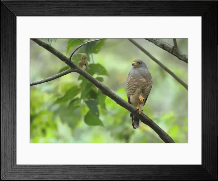 Framed Print : Road-side Hawk Framed Print : Road-side Hawk