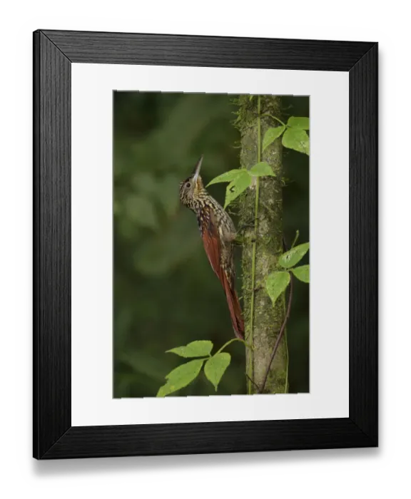 Framed Print : Black-striped Woodcreeper Framed Print : Black-striped Woodcreeper