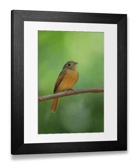 Framed Print : Ruddy-tailed Flycatcher Framed Print : Ruddy-tailed Flycatcher