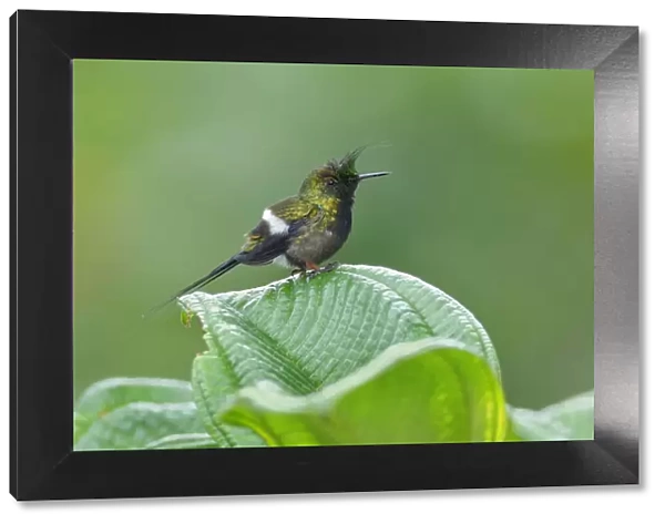 Wire-crested thorntail hummingbird