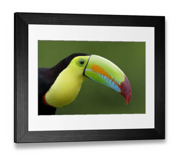Framed Print : Keel-billed Toucan (Ramphastos sulfuratus) Framed Print : Keel-billed Toucan (Ramphastos sulfuratus)