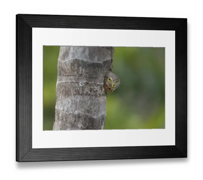 Framed Print : Central American Pygmy-Owl Framed Print : Central American Pygmy-Owl