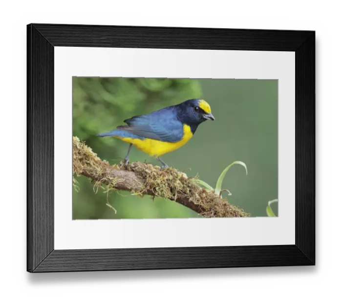 Framed Print : Spot-crowned Euphonia Framed Print : Spot-crowned Euphonia