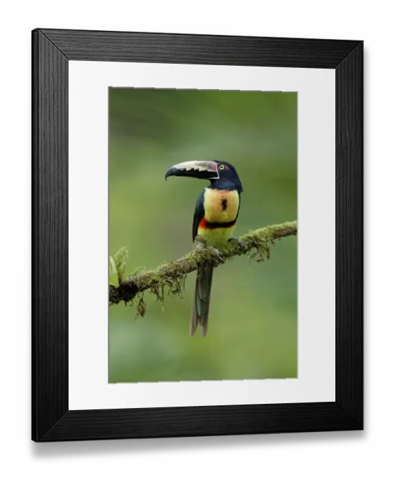 Framed Print : Collared Aracari Framed Print : Collared Aracari
