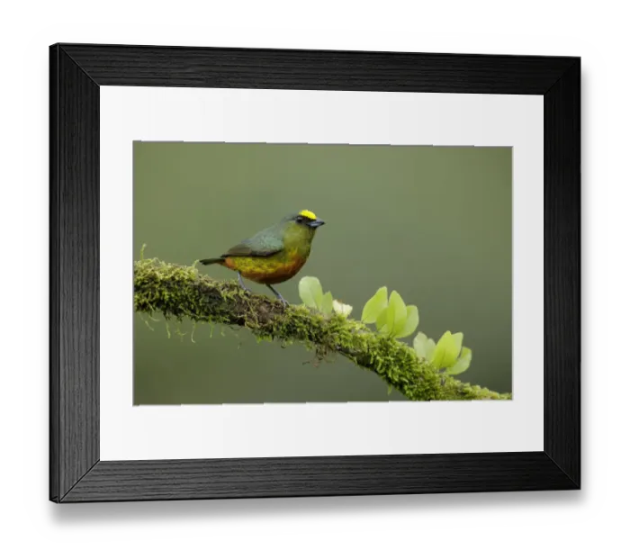 Framed Print : Olive-backed Euphonia (Euphonia gouldi) Framed Print : Olive-backed Euphonia (Euphonia gouldi)