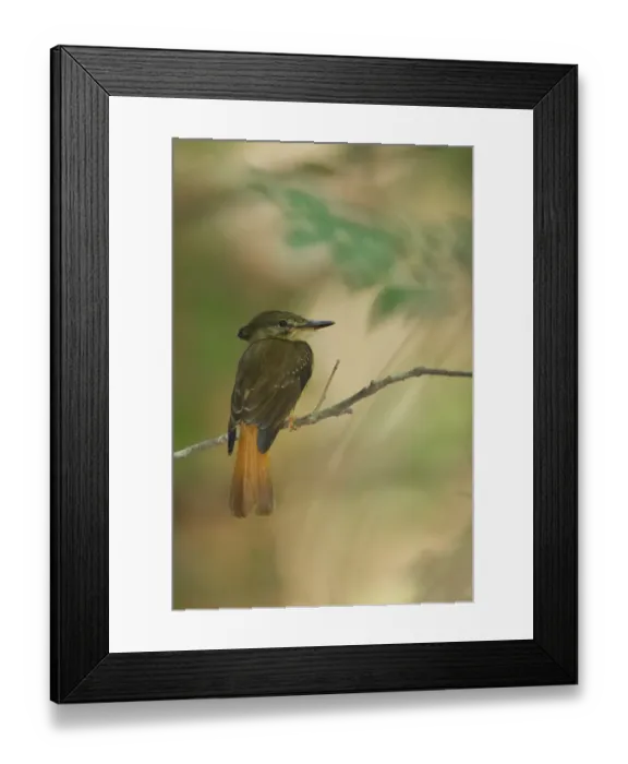 Framed Print : Royal flycatcher