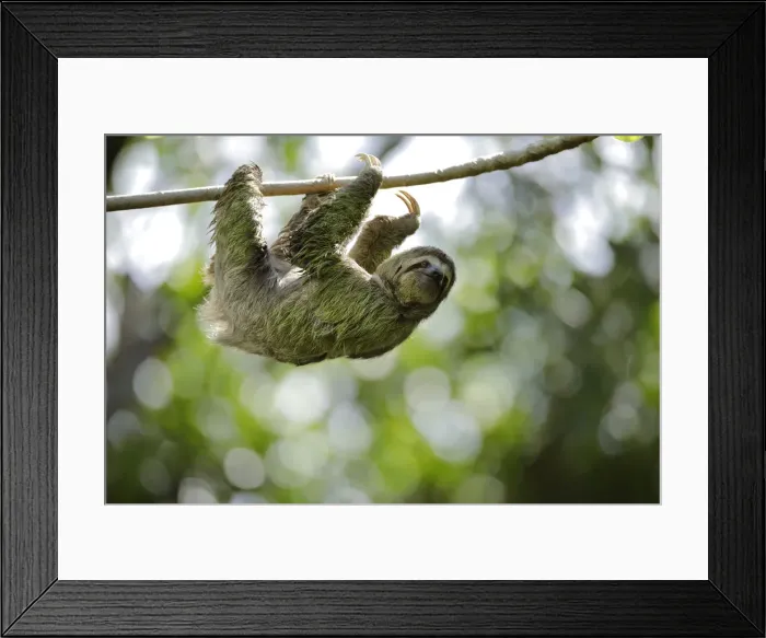Framed Print : Three-toed Sloth Framed Print : Three-toed Sloth