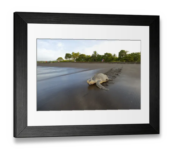 Framed Print : Green sea turtle Framed Print : Green sea turtle
