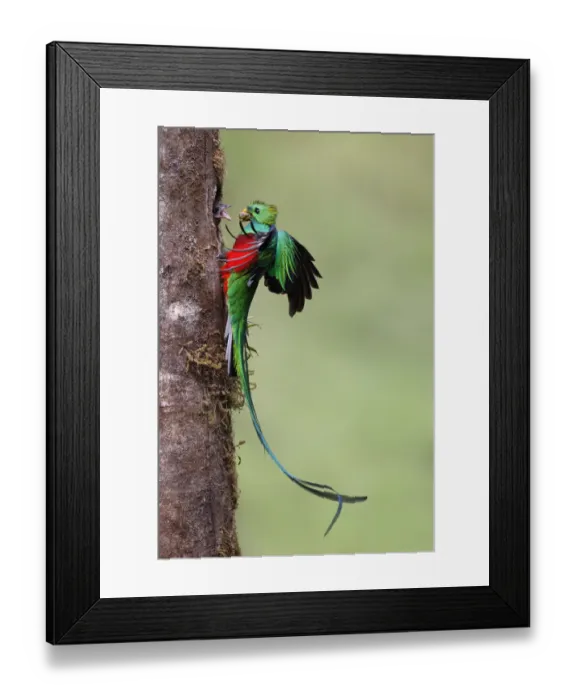 Framed Print : Male Resplendent Quetzal bringing aguacatillo food to nest Framed Print : Male Resplendent Quetzal bringing aguacatillo food to nest