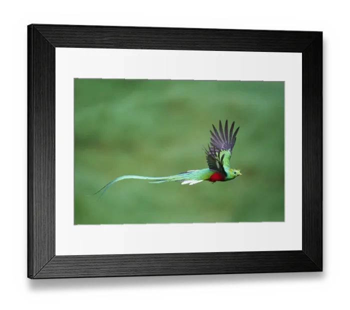 Framed Print : Male Resplendent Quetzal leaving nest Framed Print : Male Resplendent Quetzal leaving nest