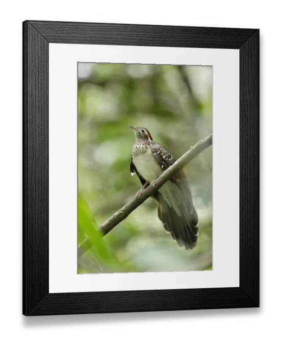Framed Print : Pheasant Cuckoo (Dromococcyx phasianellus) Framed Print : Pheasant Cuckoo (Dromococcyx phasianellus)