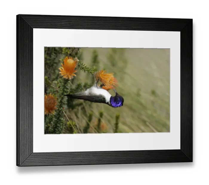 Framed Print : Ecuadorian Hillstar (Oreotrochilus chimborazo)