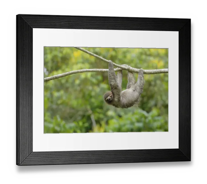 Framed Print : Three-toed Sloth (Bradypus variegatus) Framed Print : Three-toed Sloth (Bradypus variegatus)