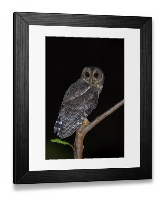 Framed Print : Mottled Owl Framed Print : Mottled Owl