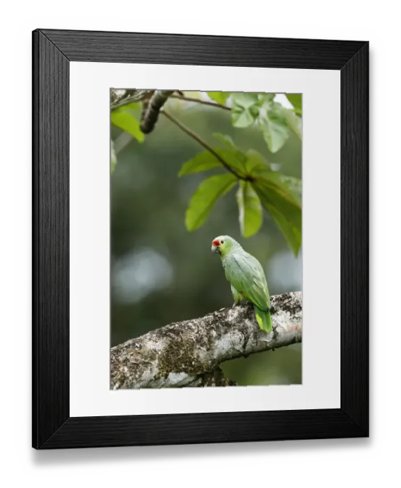 Framed Print : Red-lored Parrot