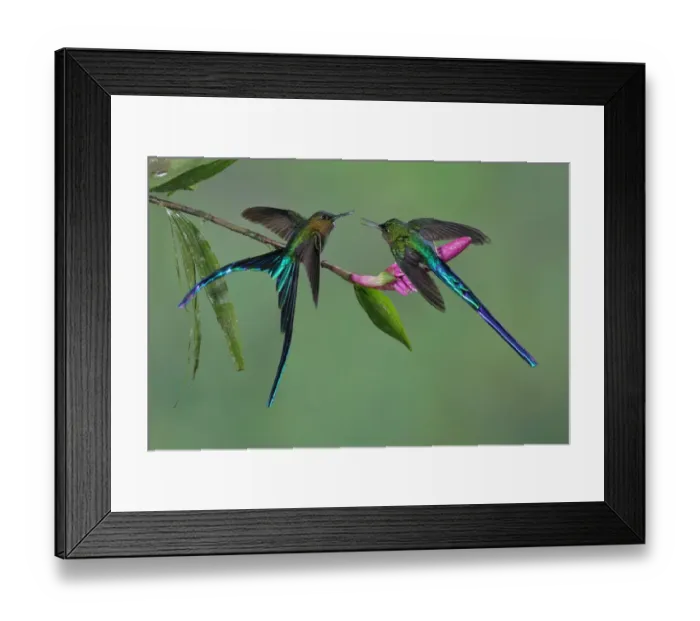 Framed Print : Male Violet-tailed Sylph Framed Print : Male Violet-tailed Sylph