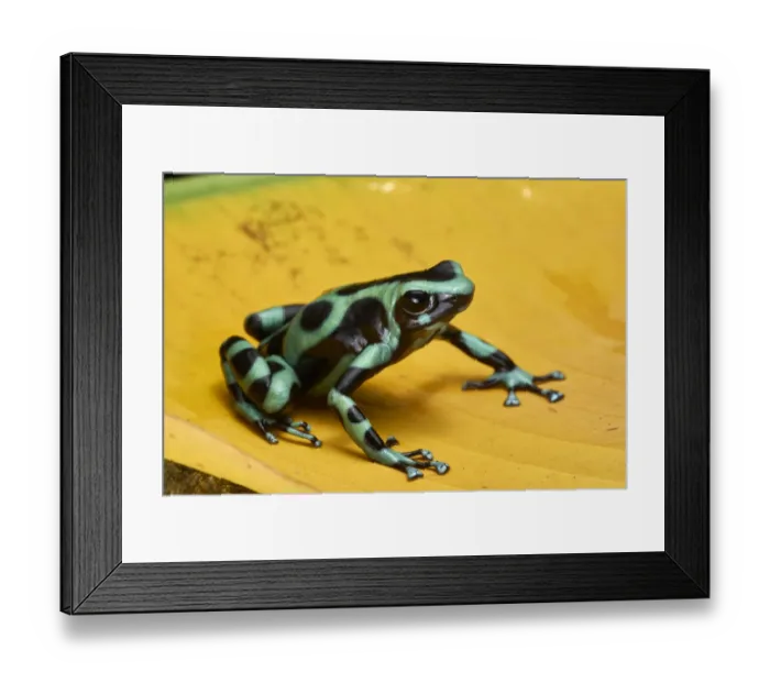 Framed Print : Green-and-black Poison Frog Framed Print : Green-and-black Poison Frog