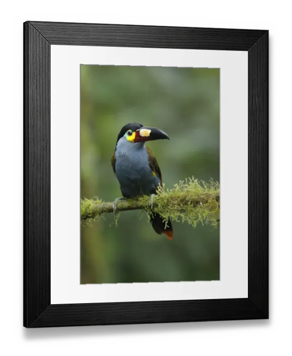 Framed Print : Plate-billed Mountain-toucan (Andigena laminirostris)