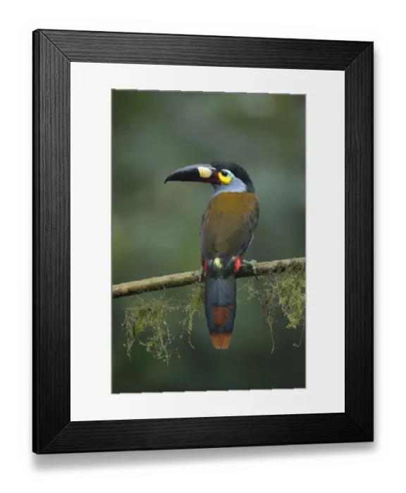 Framed Print : Plate-billed Mountain-toucan (Andigena laminirostris) Framed Print : Plate-billed Mountain-toucan (Andigena laminirostris)