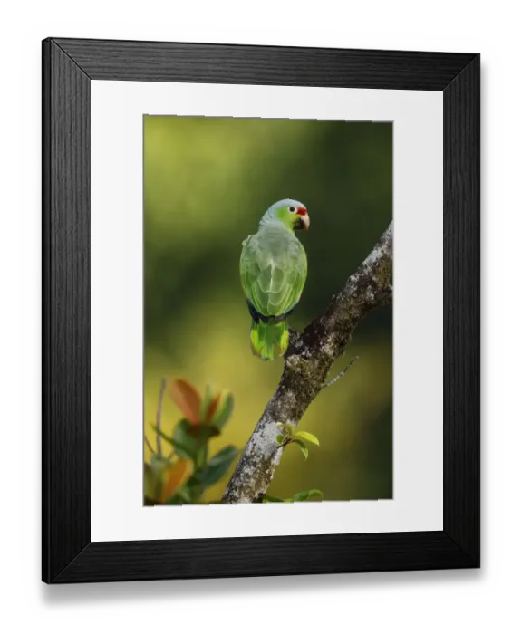 Framed Print : Red-lored Parrot Framed Print : Red-lored Parrot