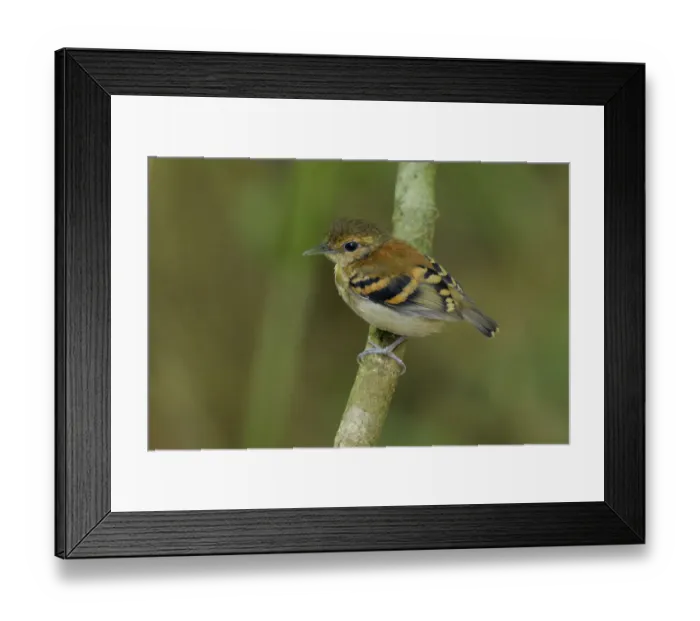 Framed Print : Spotted antbird (Hylophylax naevioides) Framed Print : Spotted antbird (Hylophylax naevioides)