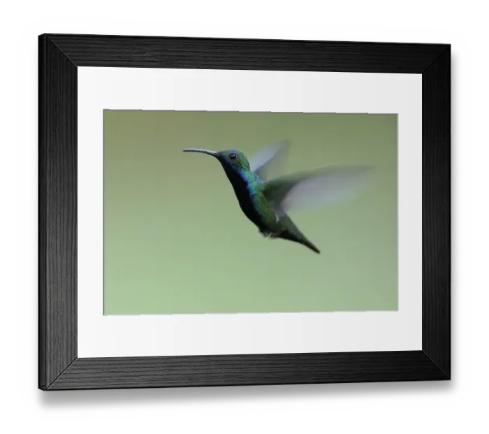 Framed Print : Black-throated mango (Anthracothorax nigricollis) Framed Print : Black-throated mango (Anthracothorax nigricollis)