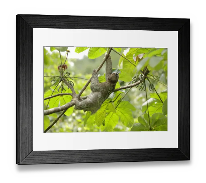 Framed Print : Three-toed Sloth (Bradypus variegatus) on cecropia tree Framed Print : Three-toed Sloth (Bradypus variegatus) on cecropia tree