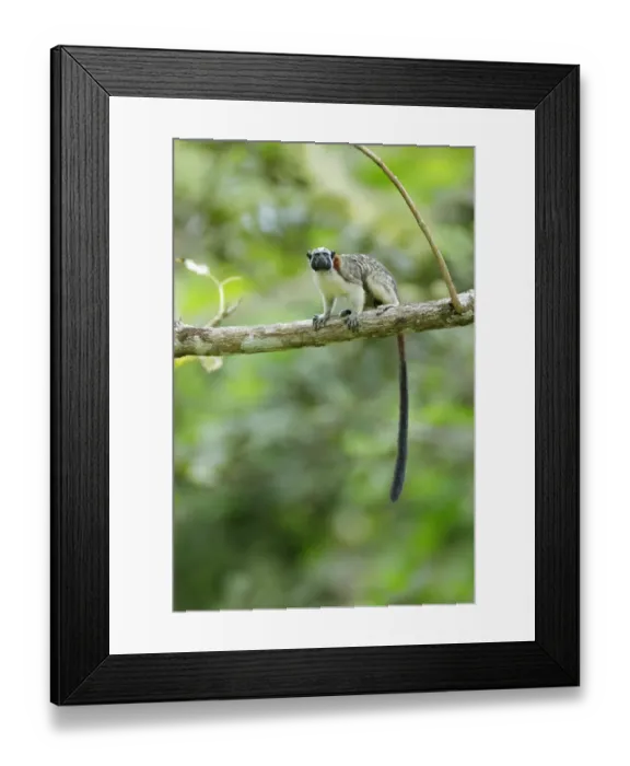 Framed Print : Geoffroys tamarin (Saguinus geoffroyi) Framed Print : Geoffroys tamarin (Saguinus geoffroyi)