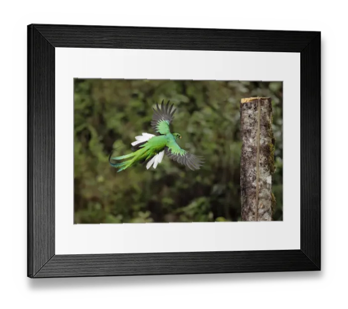 Framed Print : Resplendent Quetzal Framed Print : Resplendent Quetzal