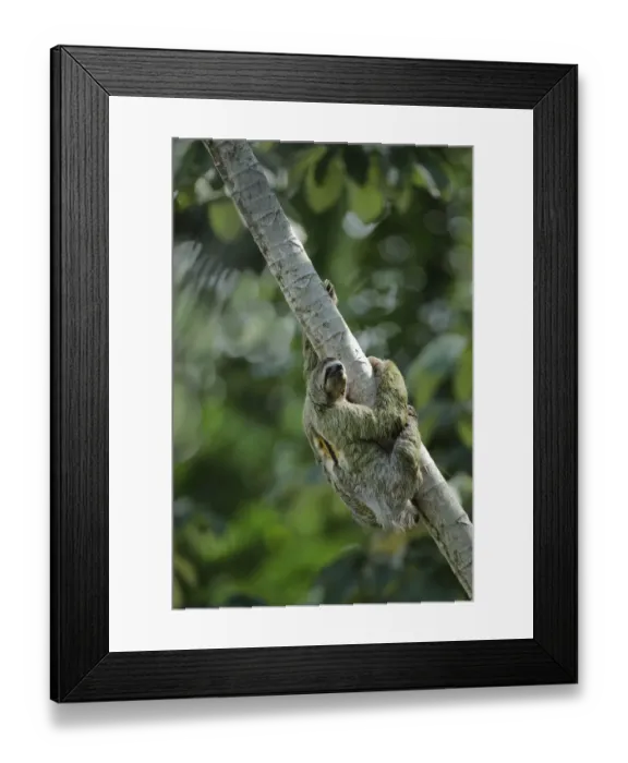 Framed Print : Three-toed Sloth Framed Print : Three-toed Sloth