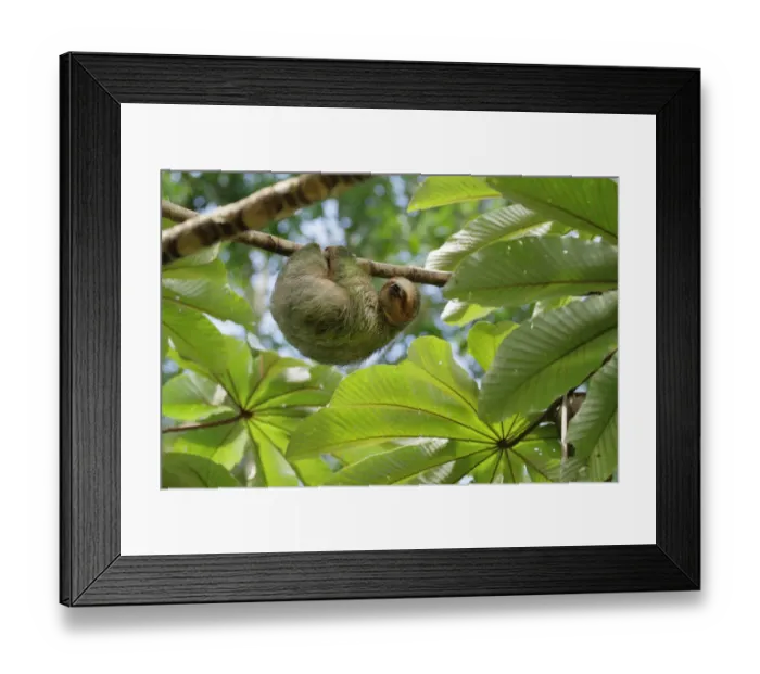 Framed Print : Three-toed Sloth Framed Print : Three-toed Sloth