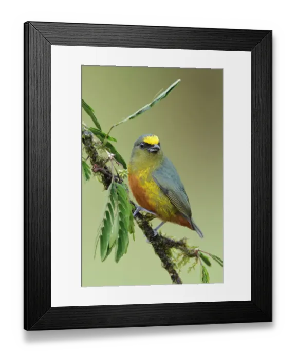 Framed Print : Olive-backed Euphonia (Euphonia gouldi) Framed Print : Olive-backed Euphonia (Euphonia gouldi)