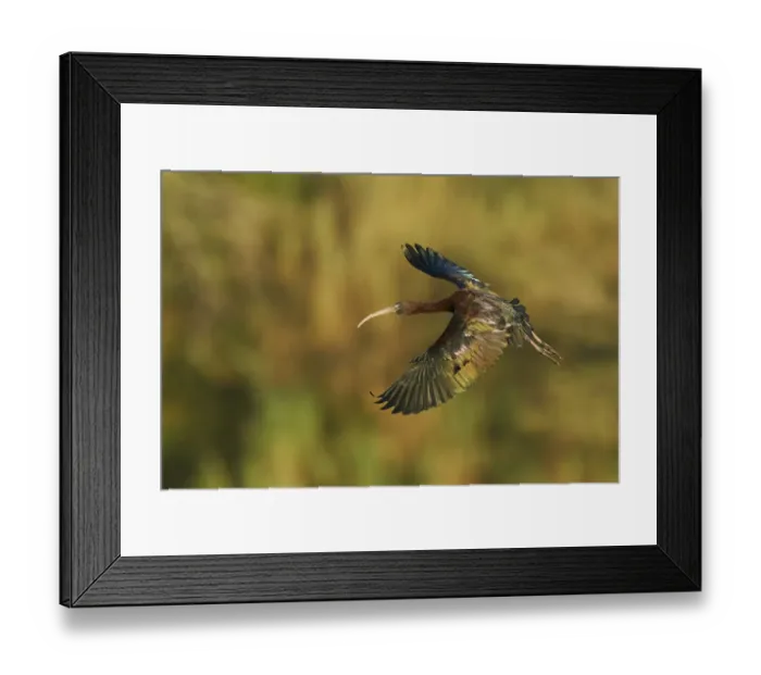 Framed Print : Glossy Ibis (Plegadis falcinellus) Framed Print : Glossy Ibis (Plegadis falcinellus)