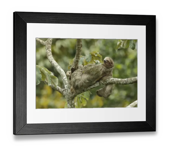 Framed Print : Three-toed sloth Framed Print : Three-toed sloth