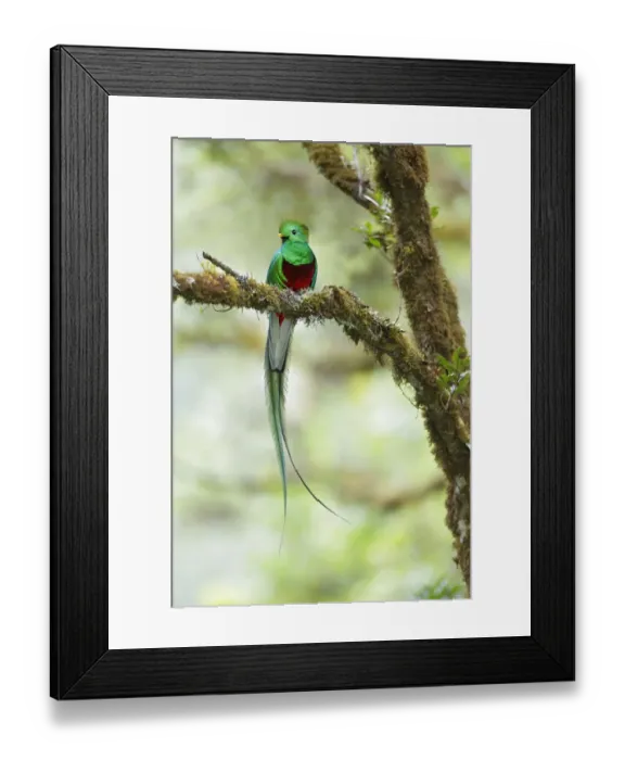 Framed Print : Resplendent Quetzal Framed Print : Resplendent Quetzal