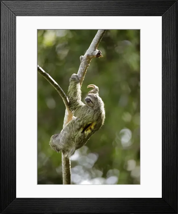 Framed Print : Three-toed Sloth Framed Print : Three-toed Sloth