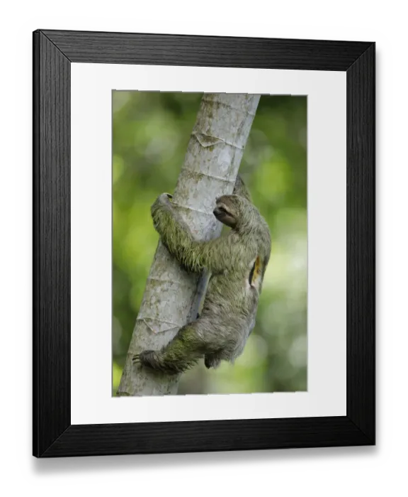 Framed Print : Three-toed Sloth