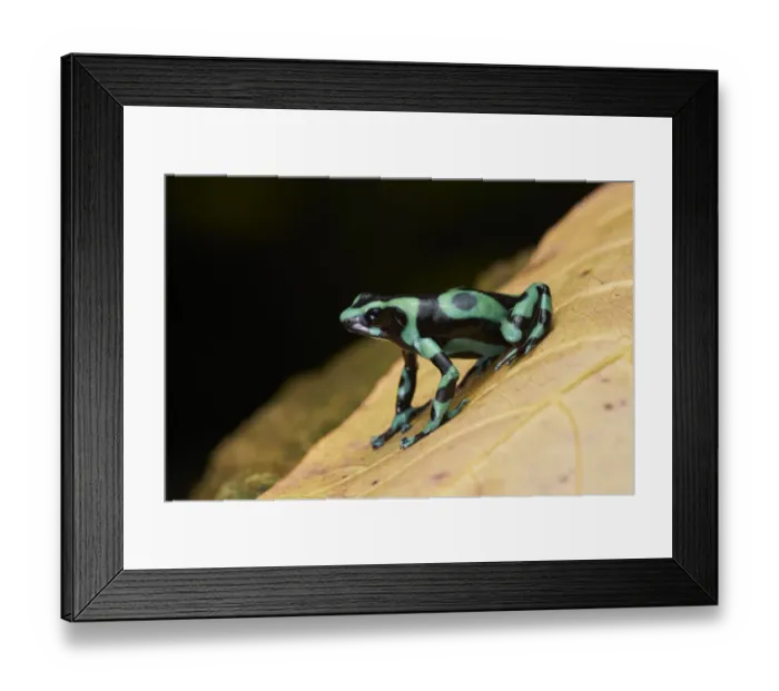 Framed Print : Green-and-black Poison Frog Framed Print : Green-and-black Poison Frog