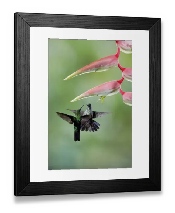 Framed Print : Green-crowned Brilliant (Heliodoxa jacula) Framed Print : Green-crowned Brilliant (Heliodoxa jacula)