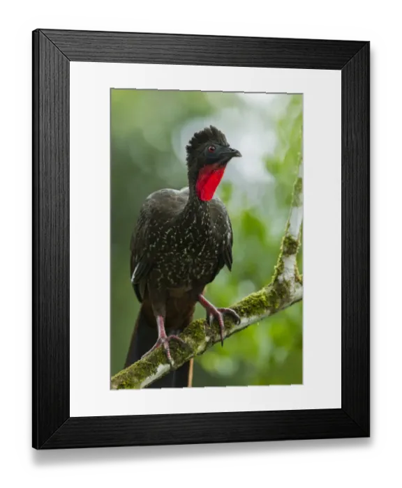 Framed Print : Crested Guan (Penelope purpurascens) Framed Print : Crested Guan (Penelope purpurascens)