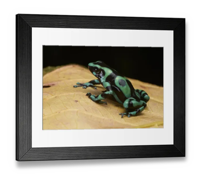 Framed Print : Green-and-black Poison Frog